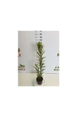 Zakkum Çiçeği Fidanı 30-50 Cm 1 Adet Nerium Oleander thumbnail 4