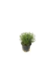 Saksılı Kekik Fidanı Büyük Boy Potted Thyme Sapling 10-20 cm thumbnail 1