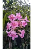 Campsis Radicans Acem Borusu Pembe 20-40 Cm thumbnail 1
