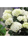 Beyaz Ortanca Çiçeği Fidanı 10-20 cm - 1