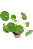 Pilea Para Çiçeği 10-25 Cm thumbnail 2