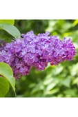 Leylak Lilac Fidanı 30-60 cm thumbnail 4