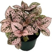 3'lü Hipoestes Phyllostachya Hostes Çiçeği Fidanı Kırmızı Çilli 10-20 cm thumbnail 3