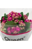 Kalanchoe (Emel Hanım) Çiçeği Fidanı Fuşya Renk 10-20 cm thumbnail 2