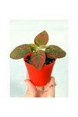 Kırmızı Hypoestes Bitkisi Hostes Fittonia Çiçeği 10-20 cm thumbnail 2
