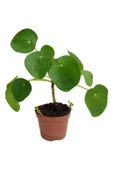 Pilea Para Çiçeği 10-25 Cm thumbnail 1