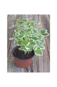 Yoğun Mis Kokulu Benjamin Çiçeği Fidanı 1 Adet Saksılı 10-20 cm thumbnail 2