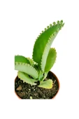 Aşkın Gözyaşı Çiçeği Mini (Kalanchoe Daigremontiana) thumbnail 3