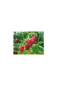 Frambuaz ( Ahududu) Fidanı Fidesi 30-60 cm - 1