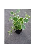 Saksılı Yoğun Kokulu Benjamin (PLECTRANTHUS FORSTERİ) 10-20 cm thumbnail 1