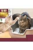 BLUECAT Çam Peleti Kedi Kumu Net 10 kg - 20 lt - Topaklanmayan %100 Organik - 2