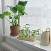 IKEA Vattenkrasse Bitki Çoğaltma Seti Krem-Altın Rengi - 2