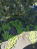 Taş Kırma Yeşil Zeytin 3000 gr - 3