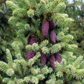 Picea Likiangensis Çin Ladini Tohumu (10 Tohum) thumbnail 1
