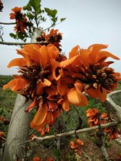 Erythrina Caffra Mercan Ağacı Tohumu (3 tohum) - 5