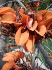 Erythrina Caffra Mercan Ağacı Tohumu (3 tohum) - 7