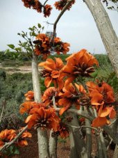 Erythrina Caffra Mercan Ağacı Tohumu (3 tohum) - 9