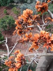 Erythrina Caffra Mercan Ağacı Tohumu (3 tohum) - 10