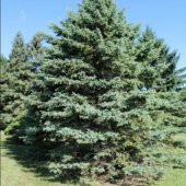 Picea Glauca Beyaz Ladin Tohumu (10 Tohum) - 5
