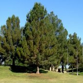 Pinus Elderica İran Çamı Tohumu (10 Tohum) - 3