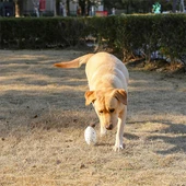 M-Pets Bloom Rugby Oyun Topu Parçalanmaz Beyaz Mavi - 5