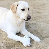 M-Pets Bloom Rugby Oyun Topu Parçalanmaz Beyaz Mavi - 4