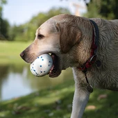 M-Pets Bloom Rugby Oyun Topu Parçalanmaz Beyaz Mavi - 3