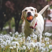 M-Pets Bloom Ball Oyun Topu Parçalanmaz Turuncu Mavi - 4