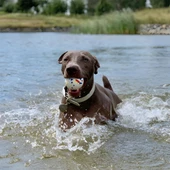 M-Pets Bloom Ball Oyun Topu Parçalanmaz - 3