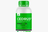CEDRUS AMİNOASİT 1 LT - 1