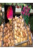 Vipfoni 5 Adet Hollanda Lale Soğanı Pembe - 3