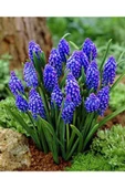 Vipfoni Muscari Armeniacum Üzüm Sümbülü Soğanı - 10 Adet - 1