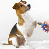 BUFFER® Evcil Hayvan Kedi ve Köpek Paslanmaz Çelik Yaylı Tırnak Makası ve Düzeltme - 4