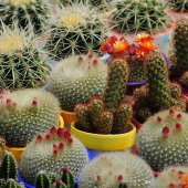 Karışık Kaktüs Bitkileri Çiçeği Tohumu (90000 tohum) - 2