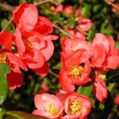 Tüplü Japanese Quince Japon Ayvası Fidanı - 2
