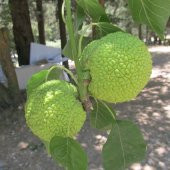 Tüplü Ender Tür Yalancı Portakal Ağacı (Maclura Pomifera) Fidanı - 3