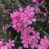 Tüplü Kuraklığa Dayanıklı Katmersiz Pembe Çiçekli Zakkum Fidanı - 3