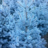 Mavi Ladin Tohumu (500 Adet) - 1