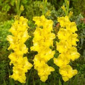 Gladiolus Yellow Swan Sarı Glayör Çiçeği Yumrusu Soğanı (2 adet) - 5