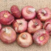 Gladiolus Mixed Swan Karışık Glayör Çiçeği Yumrusu Soğanı (4 adet) - 2