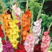 Gladiolus Mixed Swan Karışık Glayör Çiçeği Yumrusu Soğanı (4 adet) - 8