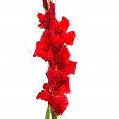 Gladiolus Red Swan Kırmızı Glayör Çiçeği Yumrusu Soğanı (2 adet) - 5
