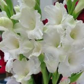 Gladiolus White Swan Beyaz Glayör Çiçeği Yumrusu Soğanı (2 adet) - 8