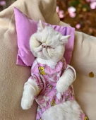 Toad Teddy Penye Kedi Tulum ve Yastık Takım Uyku Seti - 1