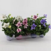 Büyük Karışık Renkli Platycodon Balon Çiçeği Tohumu (100 tohum) - 2