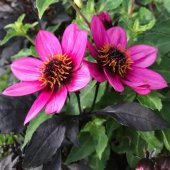 Mor Renkli Bodur Mignon Dahlia Çiçeği Tohumu (80 tohum) thumbnail 1