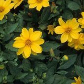 Sarı Renkli Bodur Mignon Dahlia Çiçeği Tohumu (80 tohum) - 2