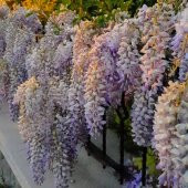 Tüplü Yoğun Kokulu Wisteria Sinensis Mor Salkım Fidanı (70-100Cm) - 1