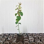 Tüplü Darrow Yaban Mersini Fidanı thumbnail 4