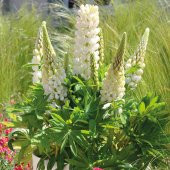 White Lupin Beyaz Acı Bakla Çiçeği Tohumu (30 Tohum) - 3